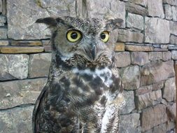Owl with bright eyes