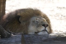 savannah Lion Sleeping portrait