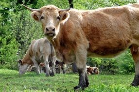 domestic Cows on a grassed Meadow