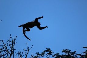 Howler monkey outdoors