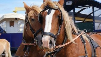 horses near the north sea