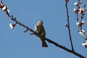 view from below of sparrow on a flowering peach