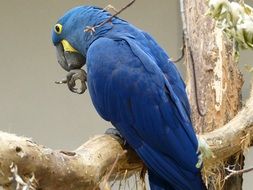 blue parrot on a tree close-up on blurred background