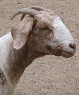 Domestic billy goat with two horns