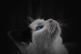 portrait of the blck and white cat in a dark