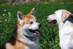 portrait of Labradors play on green grass