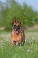 happy malinois running on the dandelion field