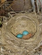 blue Robin Eggs in Nest