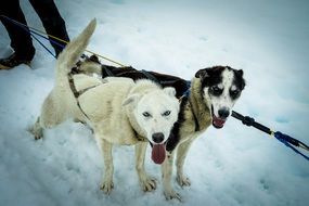 pulling sled dogs