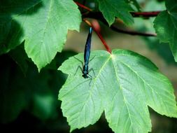unique Dragonfly Insect on green leaf