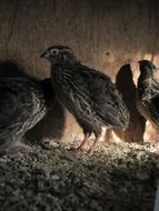 Quail Bird