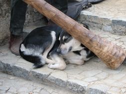 dog near didgeridoo musical instrument