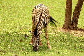 african zebra eating grass