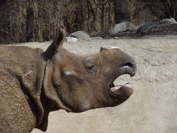 asian Rhino Mammal Wild Nature portrait