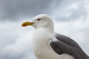 seagull is a water bird