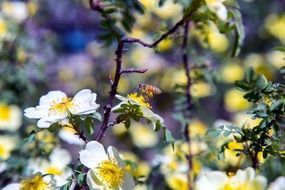 Bees pollinate the flowers on the tree on blurred background