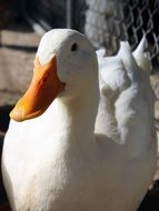 portrait of white duck with orange beam