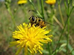 insect on the dandelion