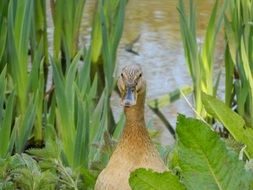 Duck wild Nature