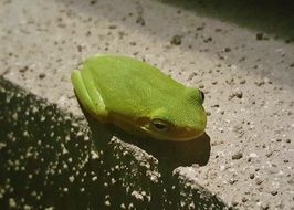 sitting green tree frog