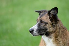 Portrait of the colorful dog at blurred background with the grass