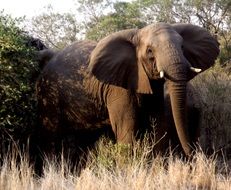 cute lovely Elephant in Africa