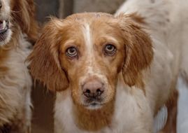 puppy with plaintive eyes