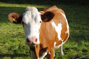 spotted brown-white cow with a stigma on the farm close-up
