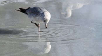 seagull standing on the frozen lake