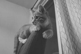 black and white photo of a kitten on a chair