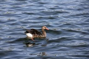 Duck Poultry Swimming in water