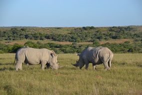 rhinos in safari in africa