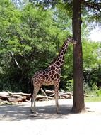 Giraffe staying beneath tall tree