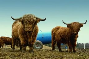 highland cattle in Scotland