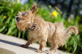 maltipoo is a hybrid of dogs