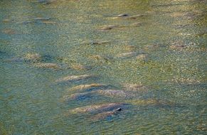 many wild manatees under water in florida
