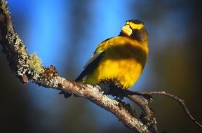 perched evening grosbeak