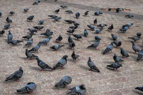 Pigeon on the square near the temple
