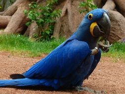 blue hyacinth macaw