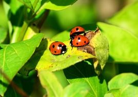 closeup picture of three lafybugs on the leaf