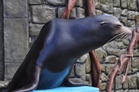 sea lion in the zoo