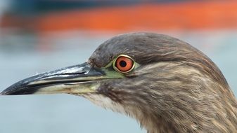 Huairavo head close up, side view
