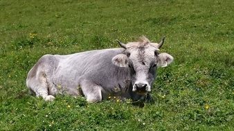 Cow Alpine Pasture