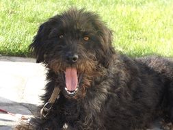 Black doggy with long tongue