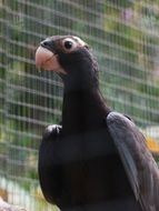 great vasa parrot in cage