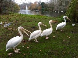 four white pelicans on the shore of a pond in England