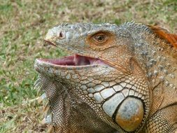 Lizard on meadow