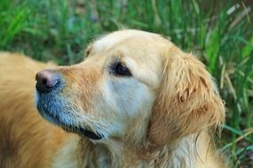 dogl Portrait Animal