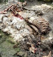 sheep remains