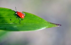 Close up photo of rust-red beetle is on a leaf